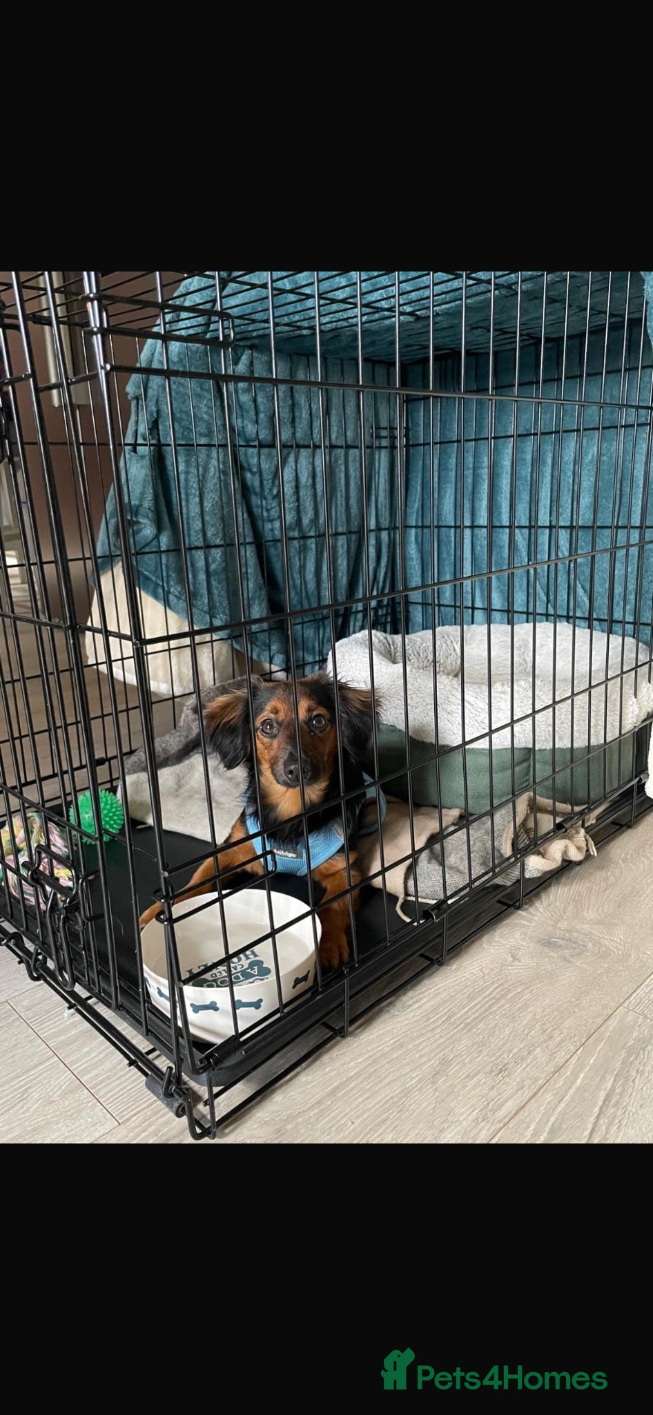 Mixed Breed dogs Beautiful dachshund cross🩷 - Advert 1
