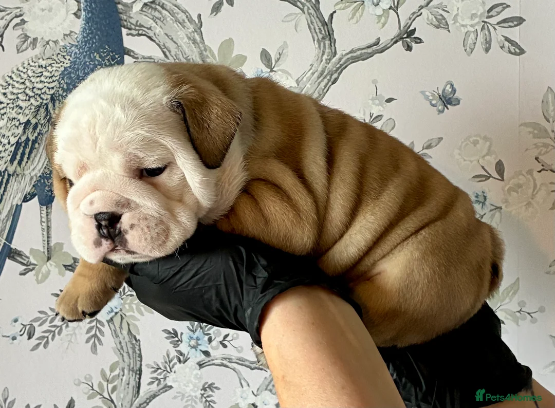 English Bulldog dogs for sale: English Bulldogs - Advert 9