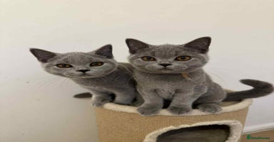 British Shorthair cats - Advert 2