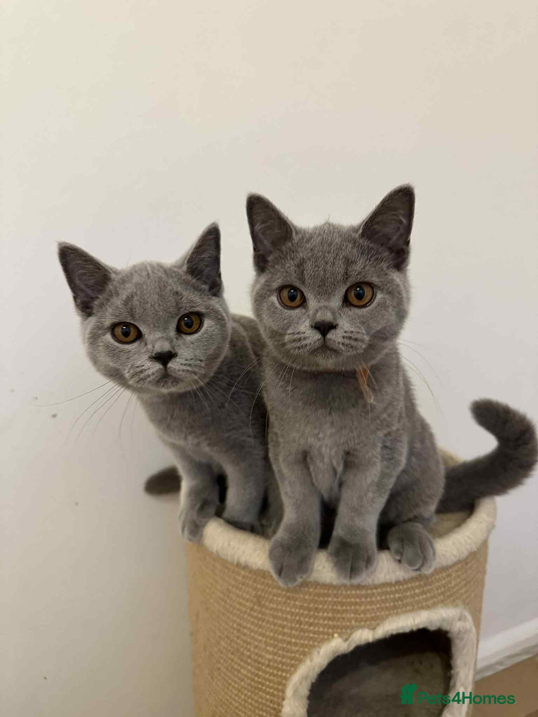 British Shorthair cats for sale: Supreme Grand Champion Sired Kittens - Image 2