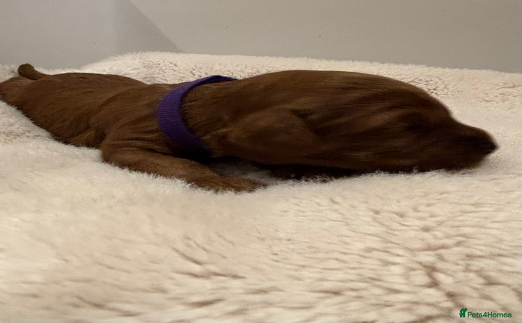 Cavapoo dogs - Advert 13