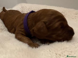 Cavapoo dogs - Advert 15