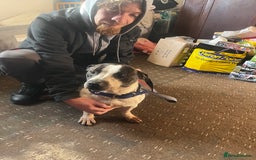 Mixed Breed dogs for sale: Staffy x Jack russell - Advert 7