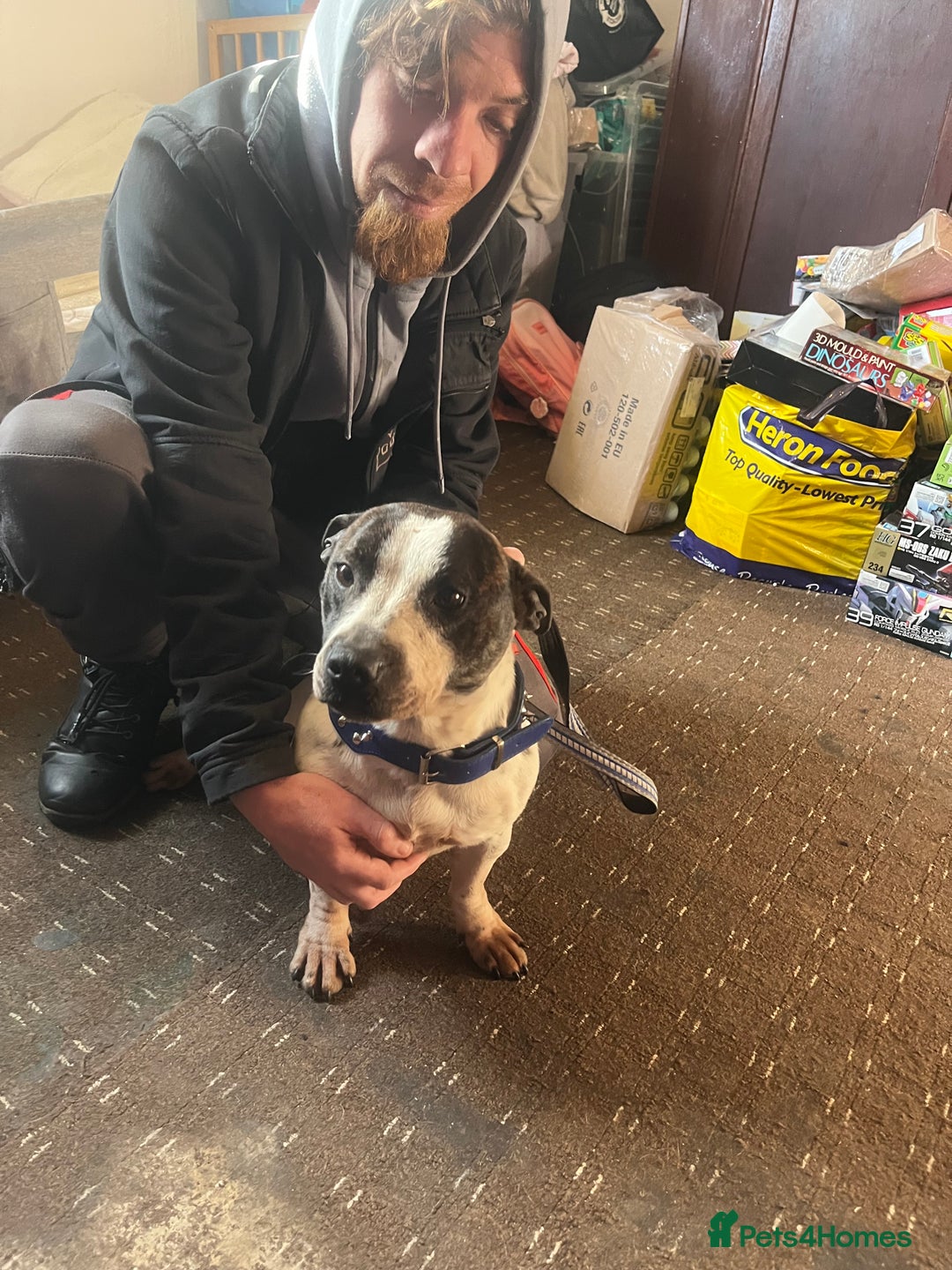 Mixed Breed dogs for sale: Staffy x Jack russell - Advert 7