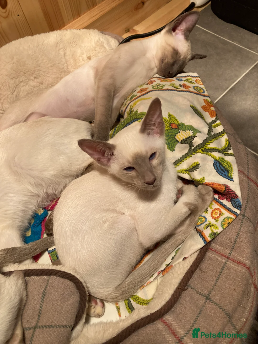 Oriental cats for sale: Oriental boy kittens - Advert 19