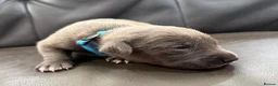 Mixed Breed dogs for sale: Belgium malinios x cane corso mix - Advert 21