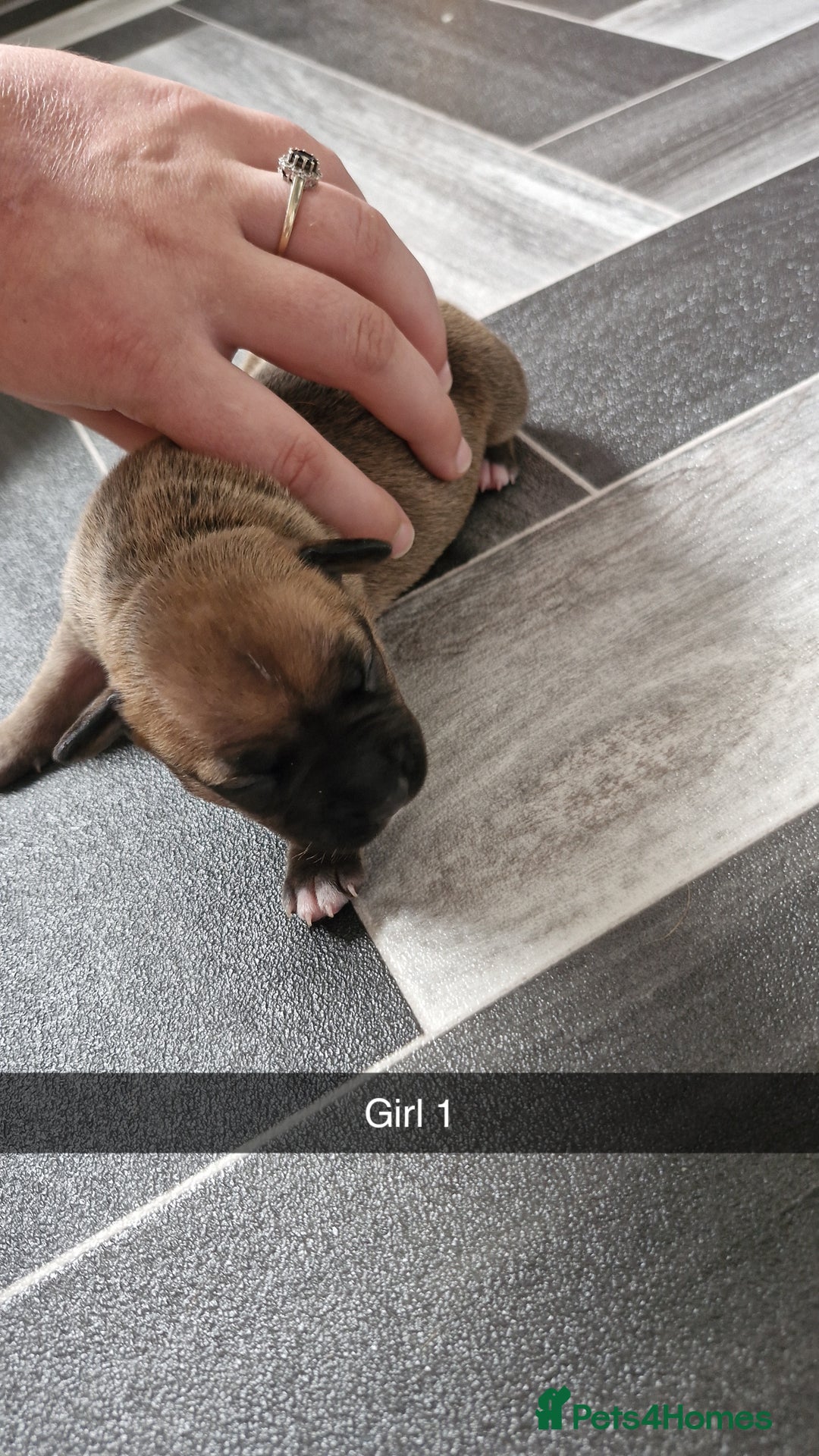 Mixed Breed dogs for sale: Staffie bullweiler puppies  - Image 10
