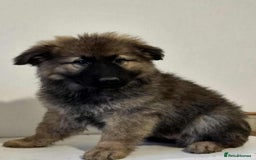German Shepherd dogs for sale: German shepherd pups  - Image 15