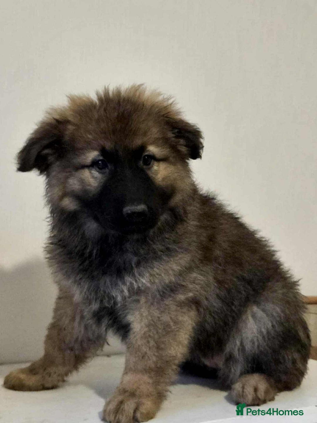 German Shepherd dogs for sale: German shepherd pups  - Image 15