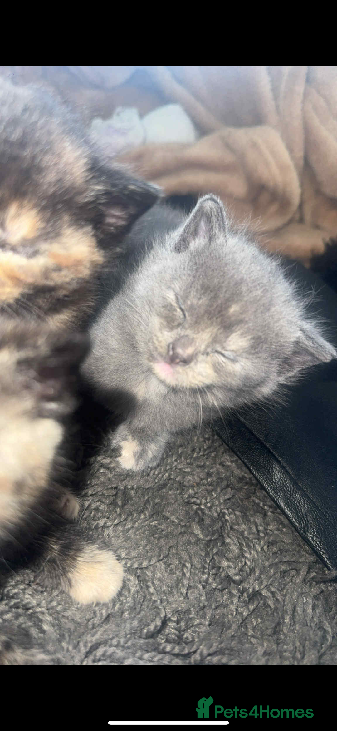 Mixed Breed cats for sale: Kittens  - Image 4