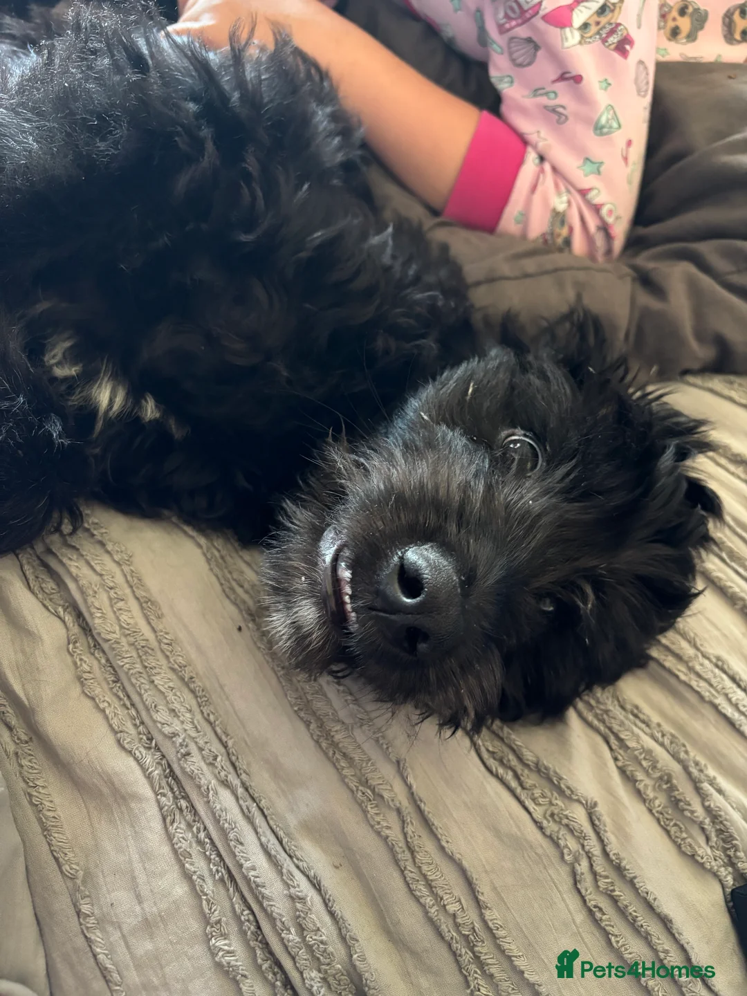 Labradoodle dogs for sale: 10 month old male labradoodle - Advert 5