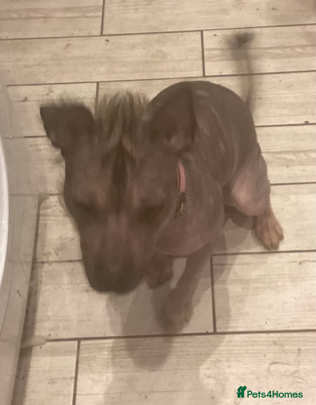 Mixed Breed dogs for sale: Hairless standard sized mixed breed girl - Advert 7