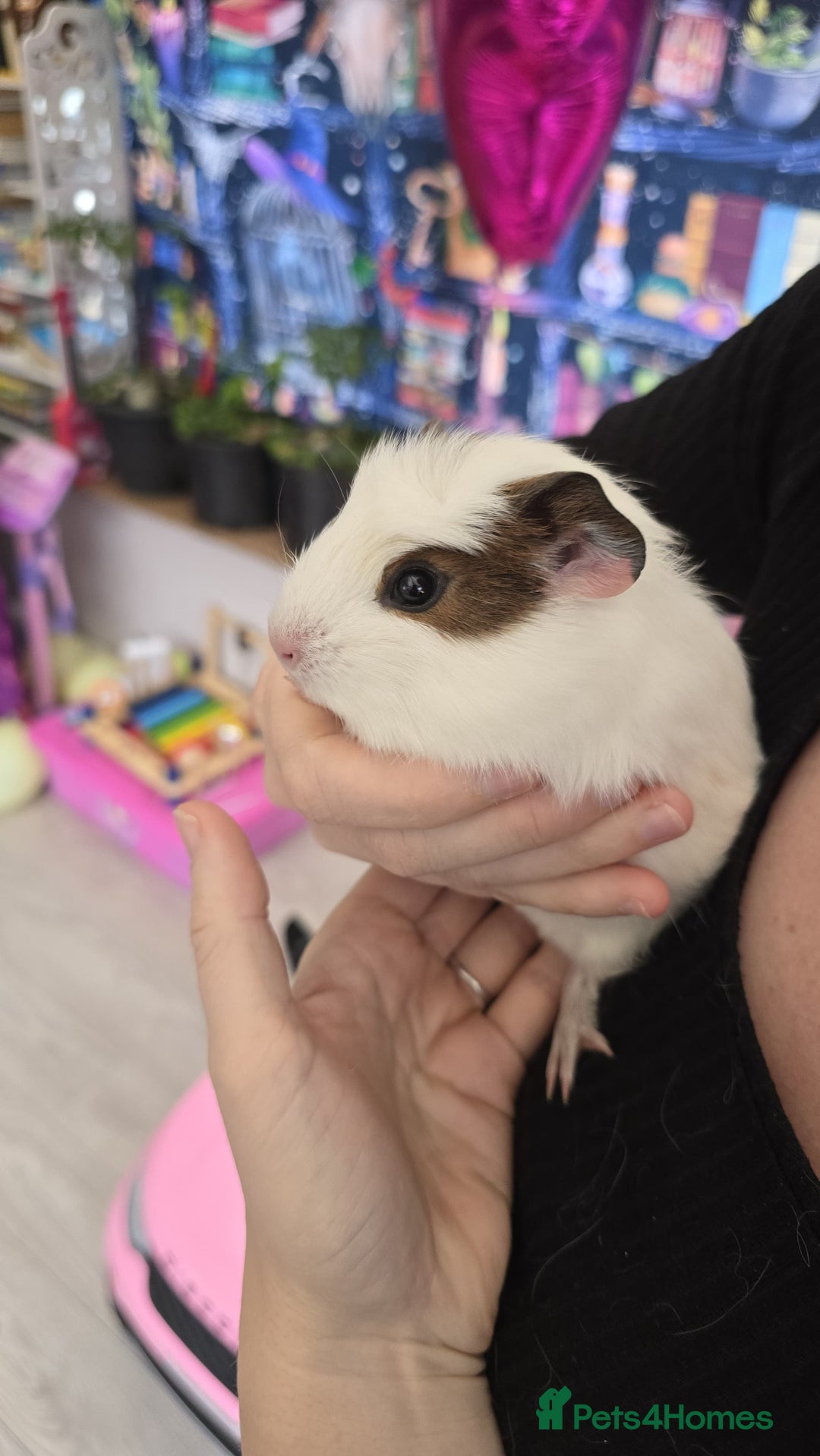 Guinea Pig rodents for sale: 5 Gorgeous MALE guineapigs for sale - Image 5