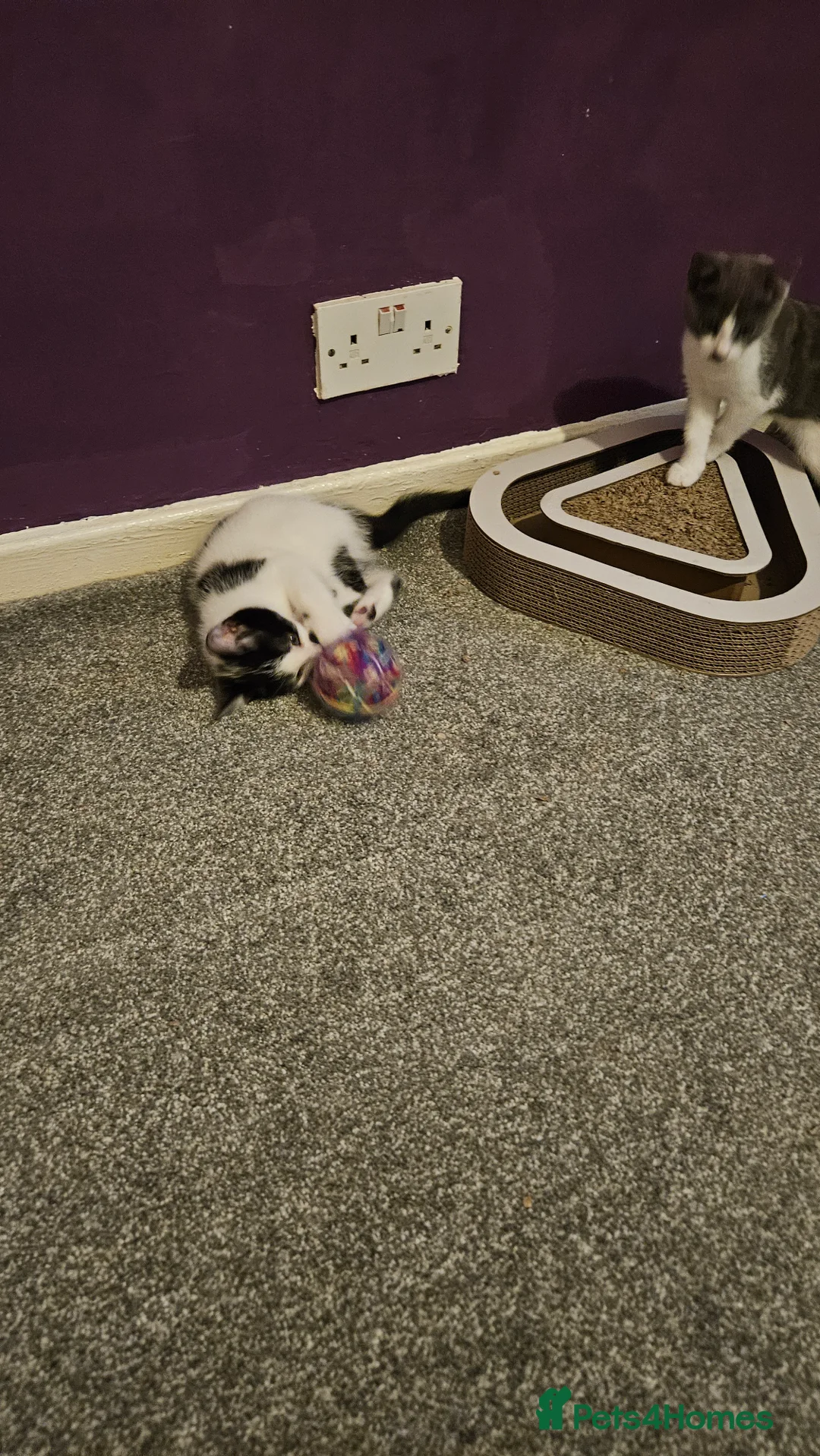 Ragdoll cats for sale: One beautiful male kitten left  in Bathgate - Advert 2