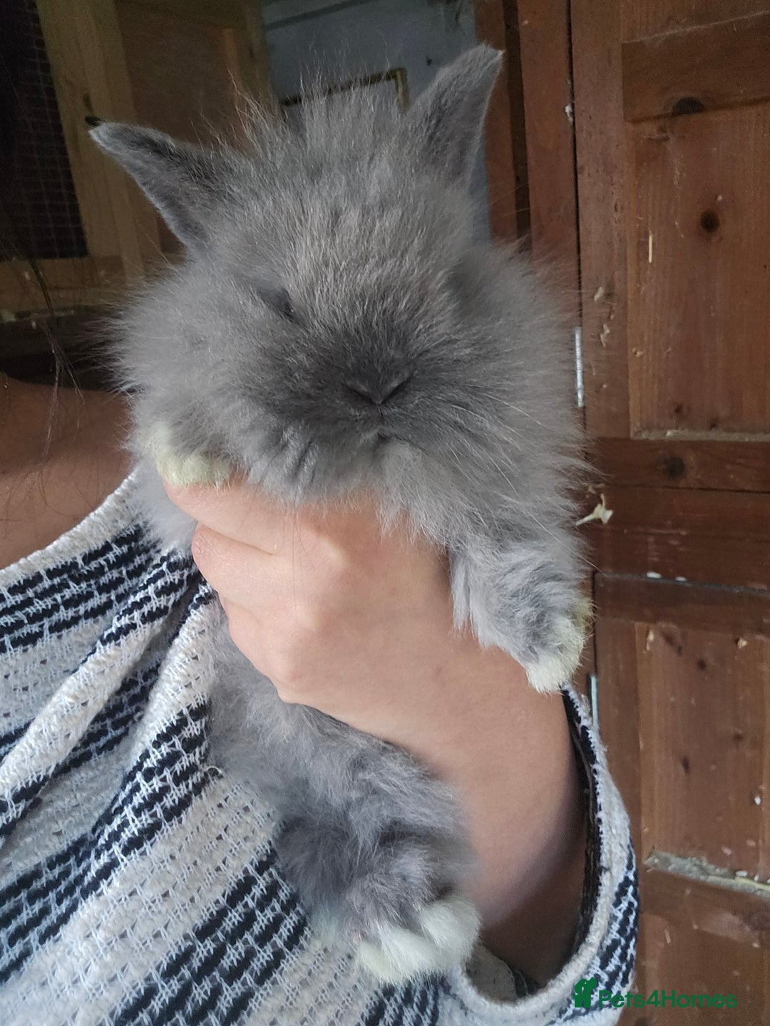 Lionhead rabbits for sale: 5 Beautiful Lion Head Babies - Advert 6