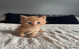 Domestic Shorthair cats for sale: 6 beautiful kittens - Image 28