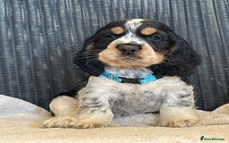Cocker Spaniel dogs for sale: KC registered Show Type Cocker Spaniel Pups - Image 10