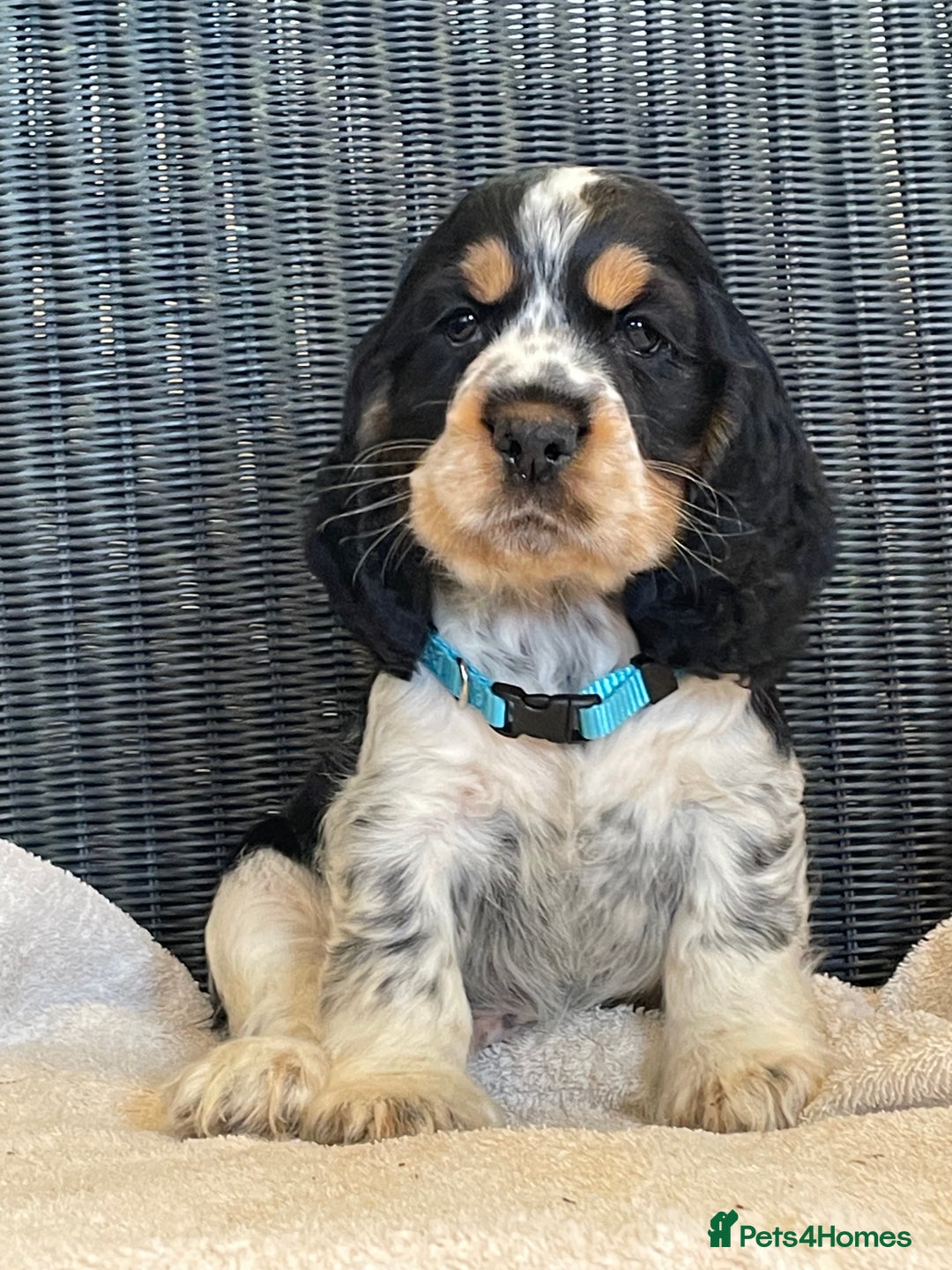 Cocker Spaniel dogs for sale: KC registered Show Type Cocker Spaniel Pups - Image 10