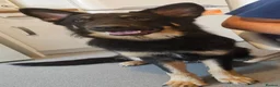 German Shepherd dogs for sale: German shepherd for rehome  - Advert 7