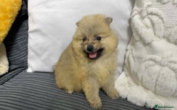 Pomeranian dogs for sale: ✨ Fluffy Pomeranian Puppies – Ready in October! - Image 18