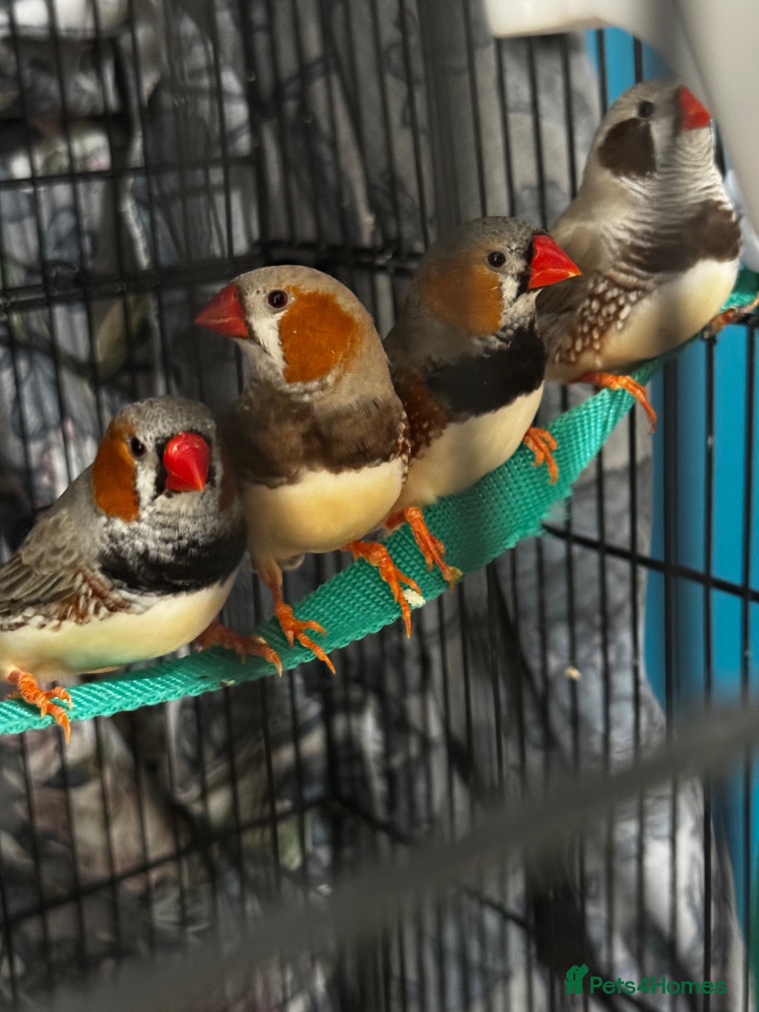 Finches birds Male zebra finches  - Advert 10