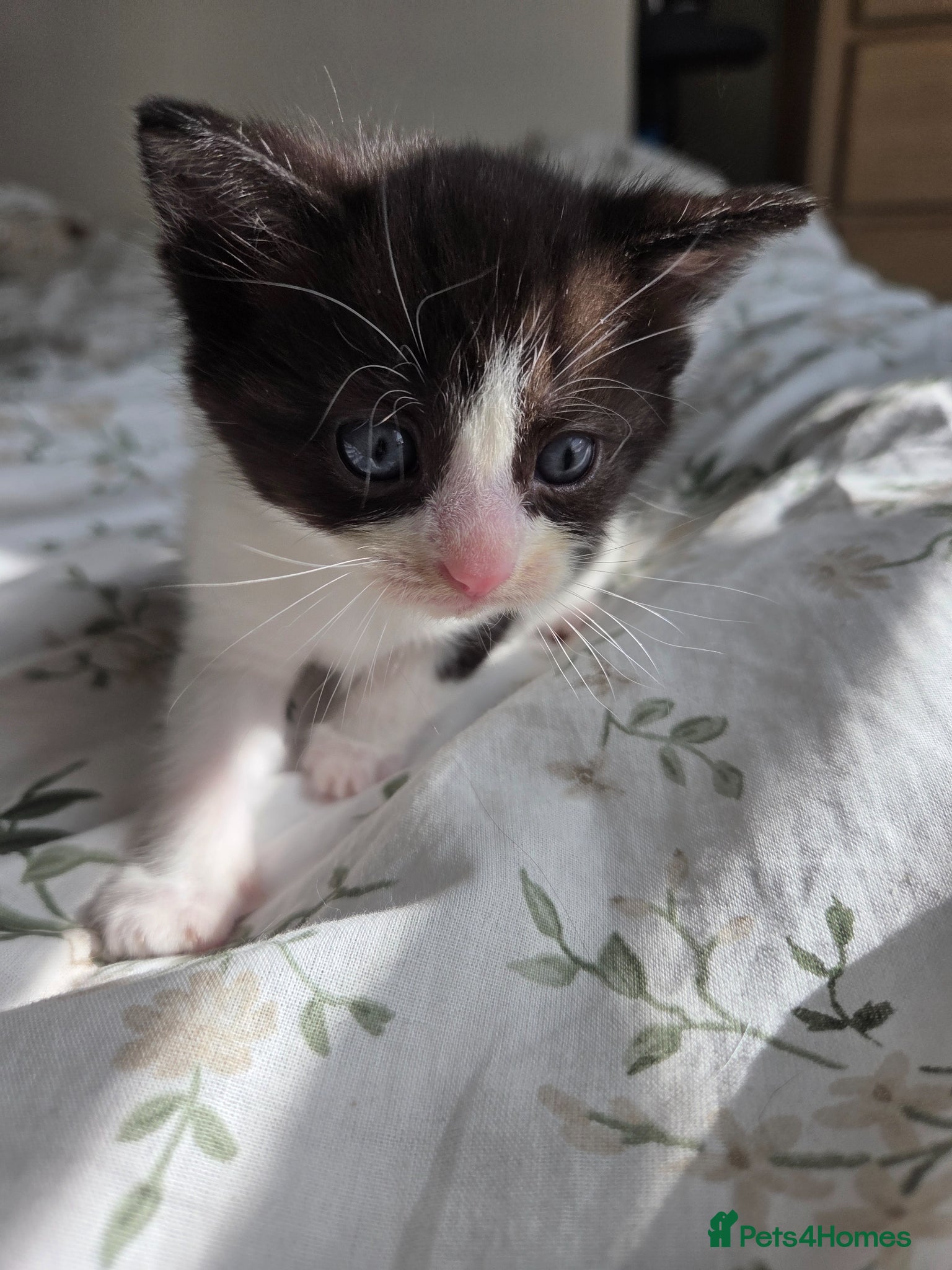 Mixed Breed cats 💓Ragdoll x Scottish straight 😸   - Advert 2