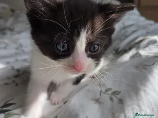 Mixed Breed cats 💓Ragdoll x Scottish straight 😸 - Advert 2