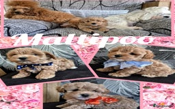Maltipoo dogs for sale: Small Maltipoo boys ❤️❤️❤️ READY NOW 🫶 - Image 10