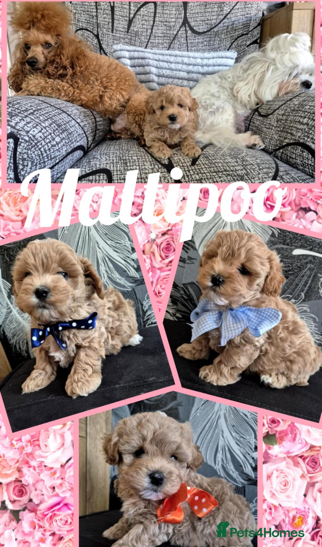 Maltipoo dogs for sale: Small Maltipoo boys ❤️❤️❤️ READY NOW 🫶 - Image 10