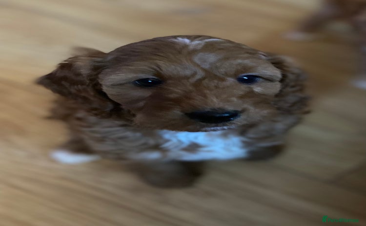 Cavapoo dogs Cavapoo pup F1b - Advert 1