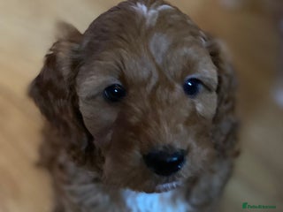 Cavapoo dogs Cavapoo pup F1b - Advert 2