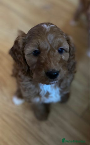 Cavapoo dogs Cavapoo pup F1b - Advert 7