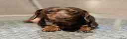 Miniature Dachshund dogs for sale: KC boy and girl  - Advert 6