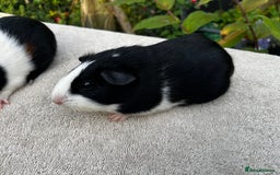Guinea Pig rodents for sale: Sows/ Female Guinea pigs - Image 7