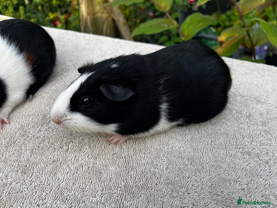 Guinea Pig rodents for sale: Sows/ Female Guinea pigs - Image 7