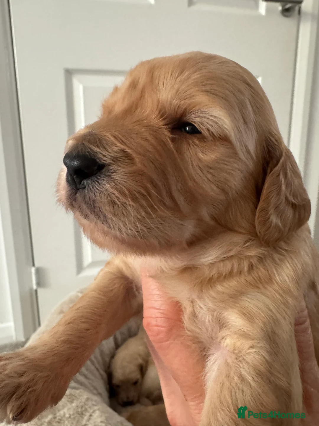 Goldendoodle dogs for sale: F1 Golden Doodles  - Advert 17
