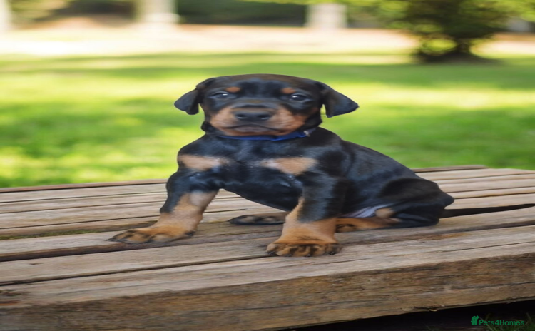 Dobermann dogs - Advert 3