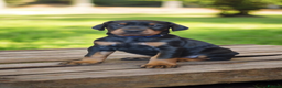 Dobermann dogs for sale: Exceptional Doberman - Advert 7