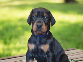 Dobermann dogs Exceptional Doberman - Advert 3