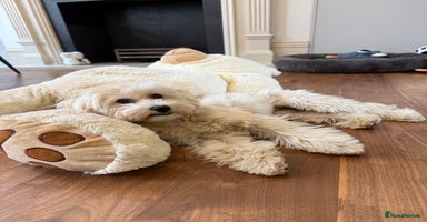 Maltipoo dogs - Advert 1