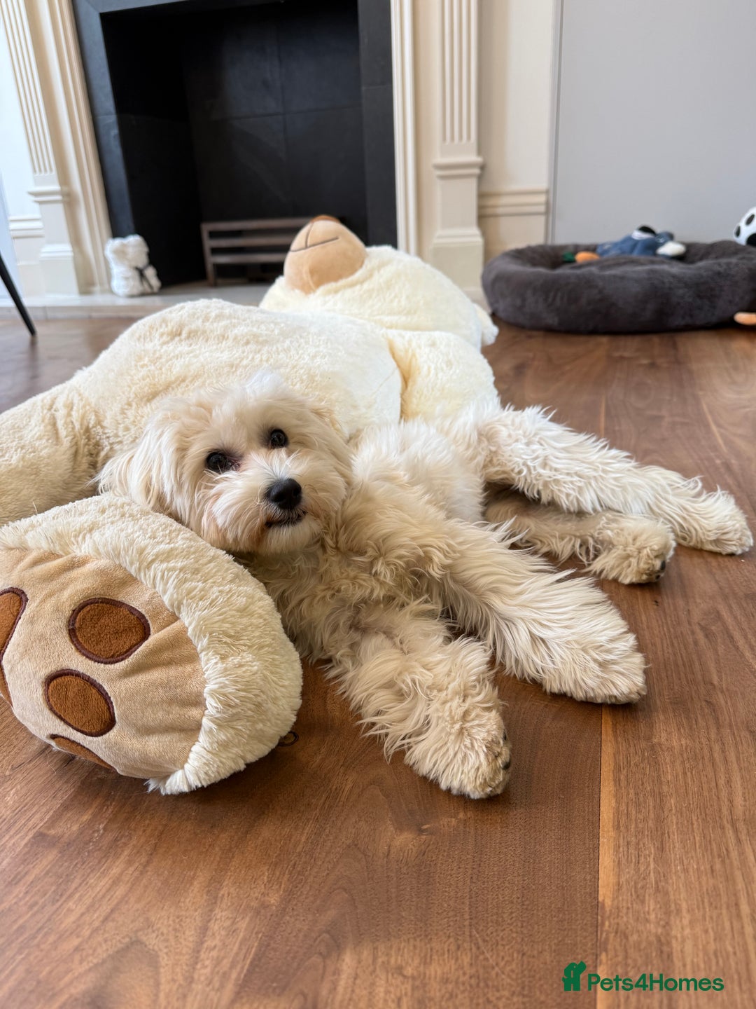 Maltipoo dogs for sale: Maltipooo little one very cute and cuddly  - Image 2