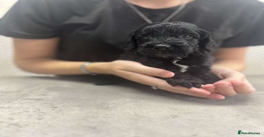 Cockapoo dogs - Advert 2