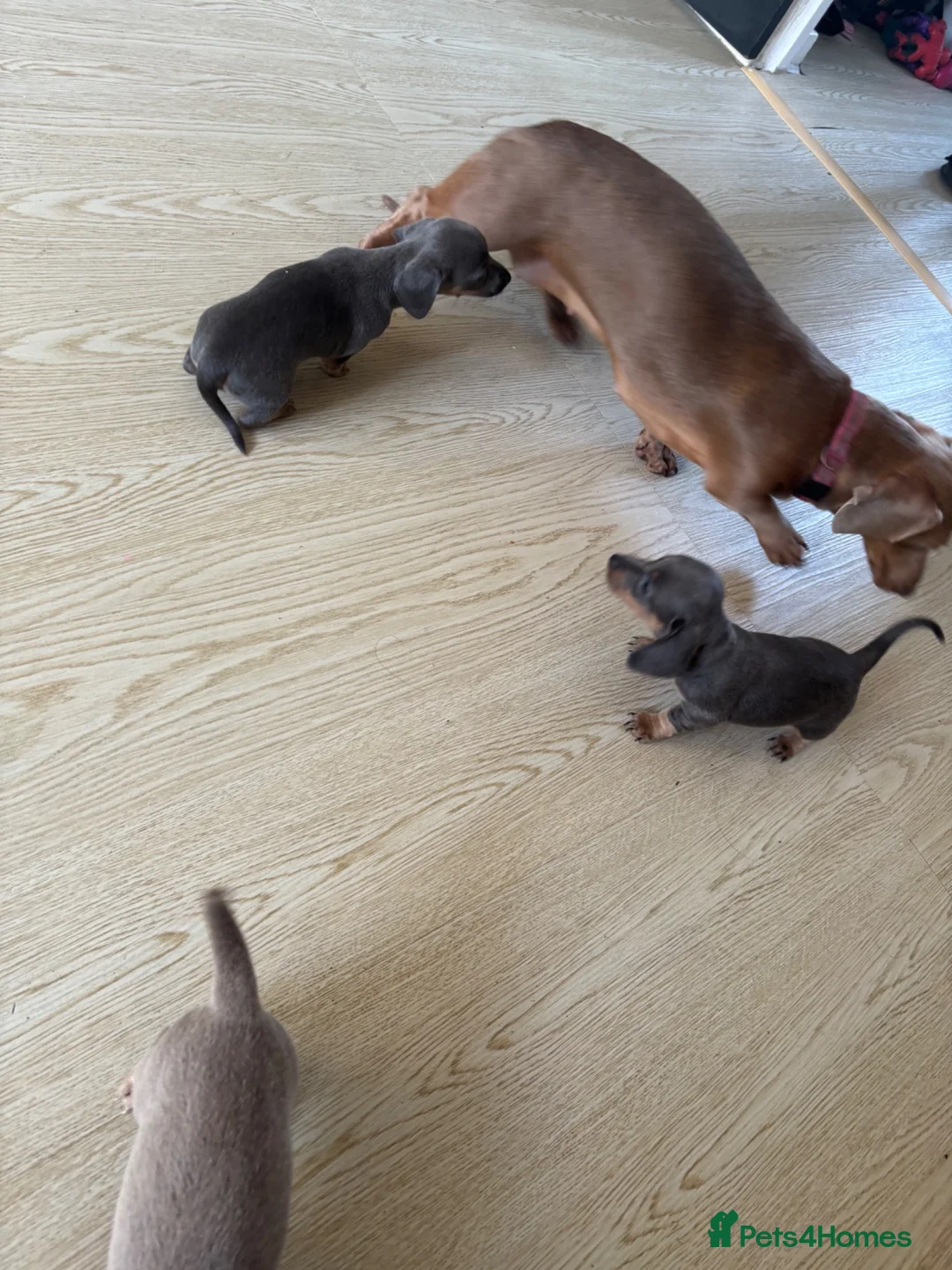Miniature Dachshund dogs for sale: 3 beautiful Dacshund baby’s  - Advert 1