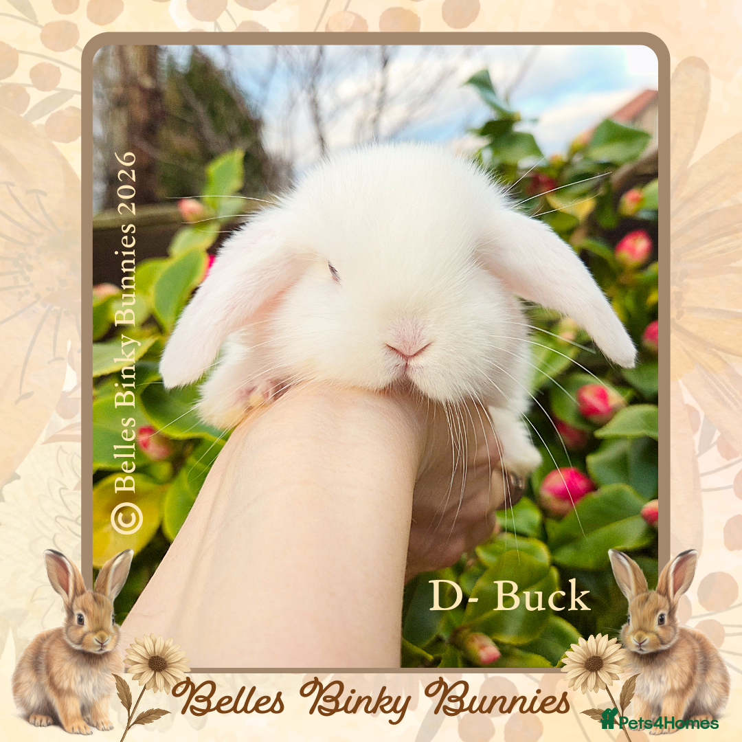 Mini Lop rabbits 🌷Pretty Baby Mini Lops 🌷 Ready 26th April 🌷 - Advert 2