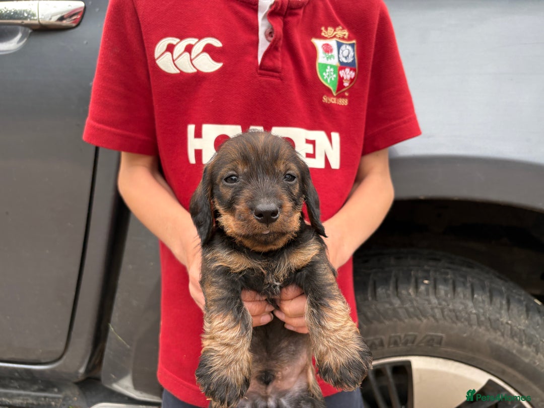 Dachshund dogs for sale: Wirehaired Dachshund (Teckel) Pups  - Image 16