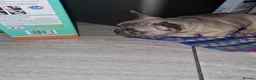 French Bulldog dogs for sale: French bulldog puppies blue in Birmingham - Advert 6