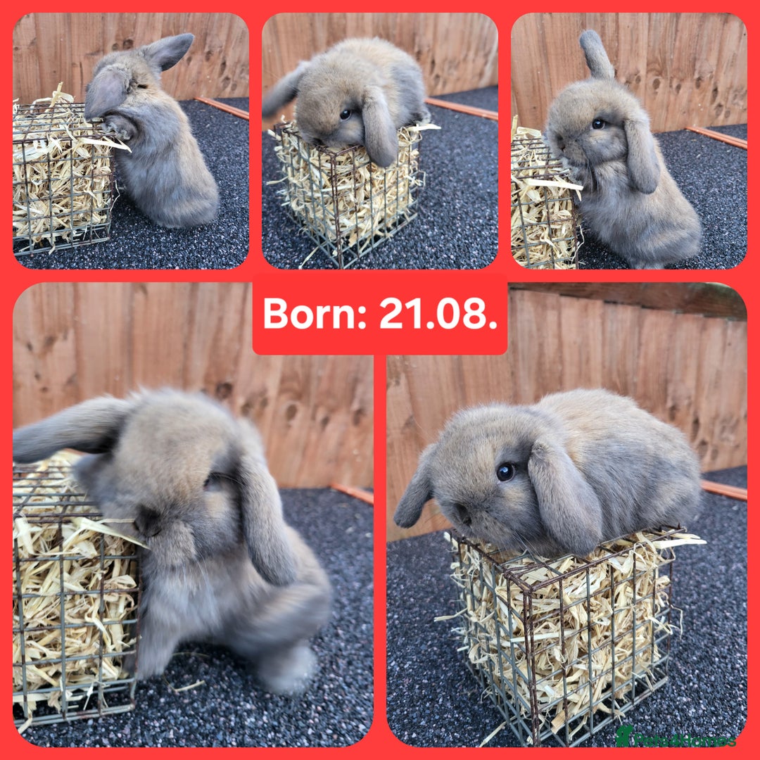 Mini Lop rabbits for sale: Mini lops 2 litters 2 + 5 - Image 2