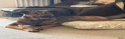 Mixed Breed dogs for sale: Belgian malinois shepherd  in Burton-on-Trent - Advert 2