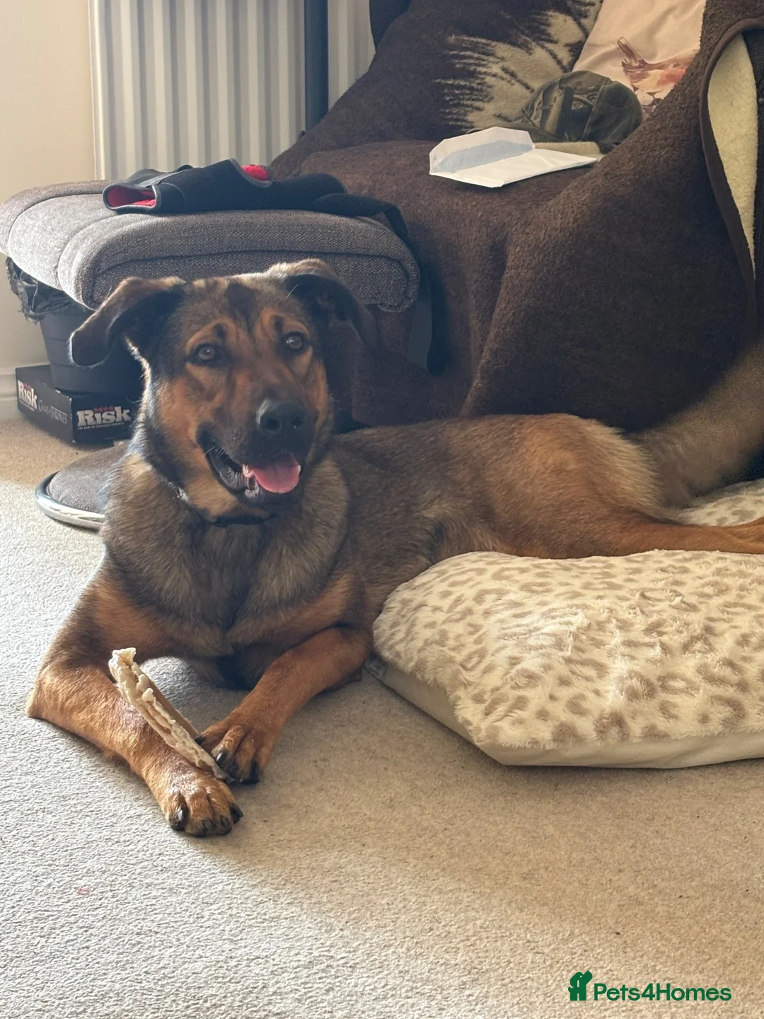 Mixed Breed dogs for sale: Belgian malinois shepherd  in Burton-on-Trent - Advert 2
