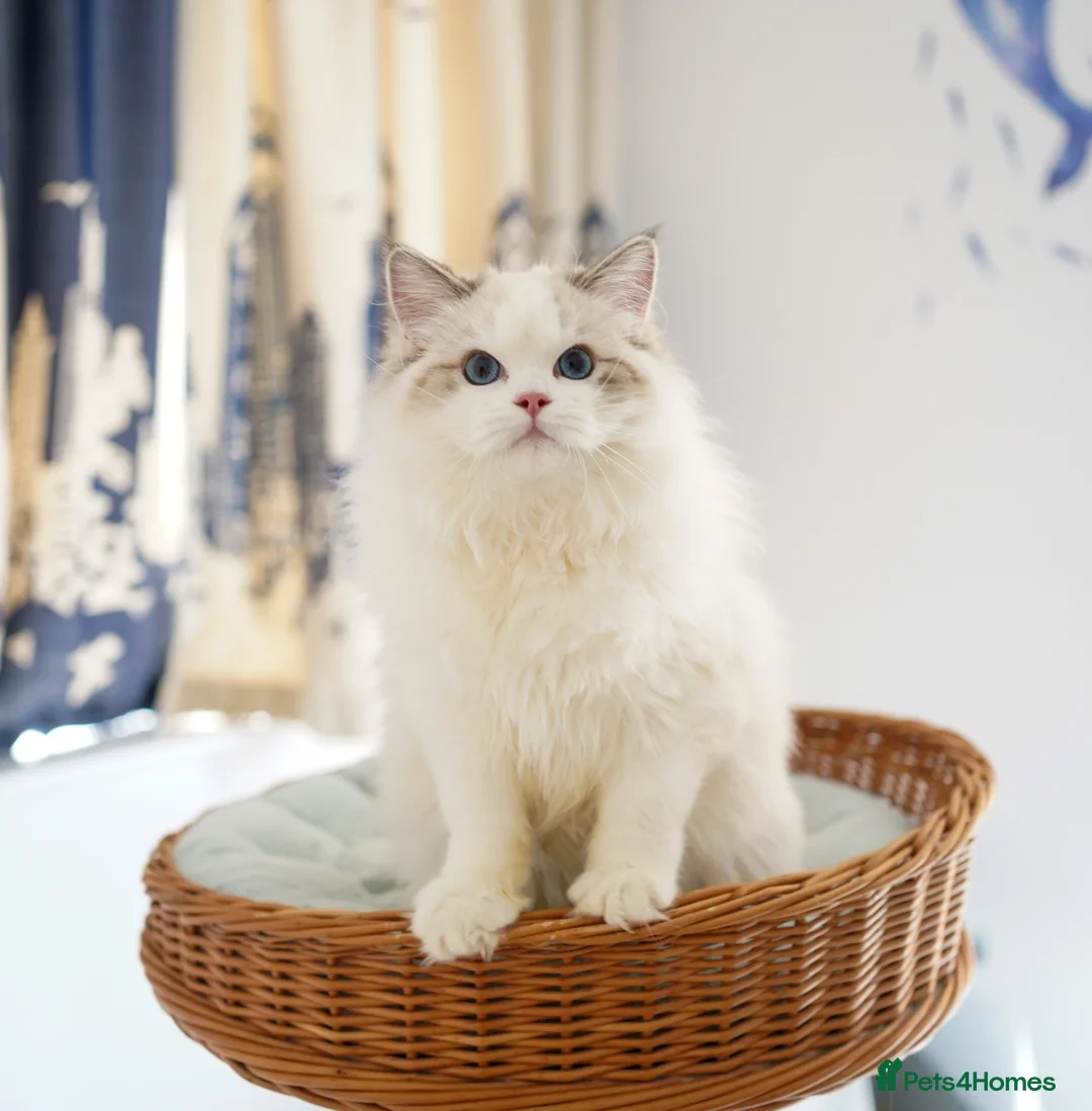 Ragdoll cats for sale: TICA Registered seal lynx bicolor boy - Advert 1